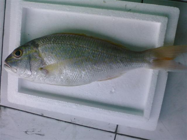 Pristipomoides multidens (Day, 1871)